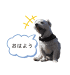マルチーズのラムネ♂（個別スタンプ：2）