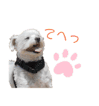 マルチーズのラムネ♂（個別スタンプ：3）