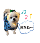 マルチーズのラムネ♂（個別スタンプ：8）