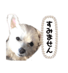 マルチーズのラムネ♂（個別スタンプ：13）