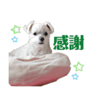 マルチーズのラムネ♂（個別スタンプ：16）