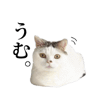 短足猫スワ先輩の日常（個別スタンプ：2）