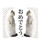短足猫スワ先輩の日常（個別スタンプ：3）