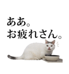 短足猫スワ先輩の日常（個別スタンプ：4）