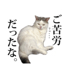 短足猫スワ先輩の日常（個別スタンプ：5）