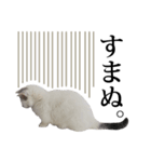 短足猫スワ先輩の日常（個別スタンプ：6）