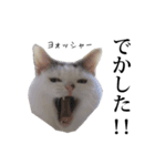 短足猫スワ先輩の日常（個別スタンプ：7）