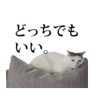 短足猫スワ先輩の日常（個別スタンプ：9）
