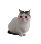 短足猫スワ先輩の日常（個別スタンプ：10）