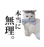 短足猫スワ先輩の日常（個別スタンプ：11）