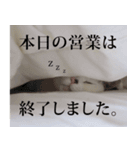短足猫スワ先輩の日常（個別スタンプ：12）