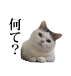 短足猫スワ先輩の日常（個別スタンプ：13）