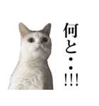 短足猫スワ先輩の日常（個別スタンプ：14）