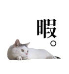 短足猫スワ先輩の日常（個別スタンプ：15）