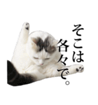 短足猫スワ先輩の日常（個別スタンプ：16）