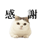 短足猫スワ先輩の日常（個別スタンプ：17）