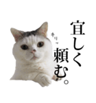 短足猫スワ先輩の日常（個別スタンプ：18）