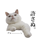 短足猫スワ先輩の日常（個別スタンプ：20）