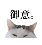 短足猫スワ先輩の日常（個別スタンプ：21）