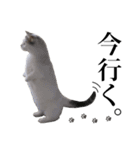 短足猫スワ先輩の日常（個別スタンプ：23）