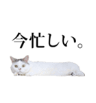 短足猫スワ先輩の日常（個別スタンプ：24）