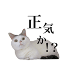 短足猫スワ先輩の日常（個別スタンプ：26）