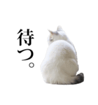 短足猫スワ先輩の日常（個別スタンプ：27）