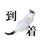短足猫スワ先輩の日常（個別スタンプ：29）