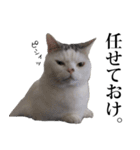 短足猫スワ先輩の日常（個別スタンプ：30）