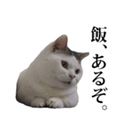 短足猫スワ先輩の日常（個別スタンプ：31）