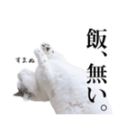 短足猫スワ先輩の日常（個別スタンプ：32）
