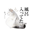 短足猫スワ先輩の日常（個別スタンプ：34）