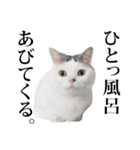 短足猫スワ先輩の日常（個別スタンプ：35）
