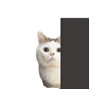 短足猫スワ先輩の日常（個別スタンプ：36）