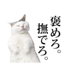 短足猫スワ先輩の日常（個別スタンプ：37）