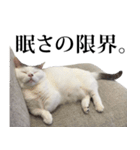 短足猫スワ先輩の日常（個別スタンプ：38）