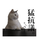 短足猫スワ先輩の日常（個別スタンプ：39）
