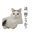 短足猫スワ先輩の日常（個別スタンプ：40）