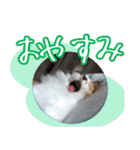 三毛猫クッキー【日常】（個別スタンプ：7）