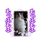 三毛猫クッキー【日常】（個別スタンプ：10）