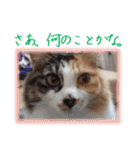 三毛猫クッキー【日常】（個別スタンプ：11）