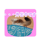 三毛猫クッキー【日常】（個別スタンプ：12）