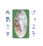 三毛猫クッキー【日常】（個別スタンプ：14）