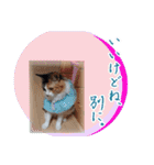 三毛猫クッキー【日常】（個別スタンプ：16）