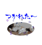 三毛猫クッキー【日常】（個別スタンプ：18）
