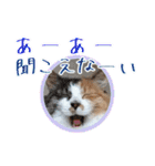 三毛猫クッキー【日常】（個別スタンプ：19）