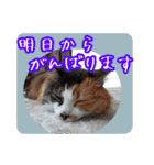 三毛猫クッキー【日常】（個別スタンプ：20）