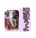 三毛猫クッキー【日常】（個別スタンプ：21）