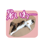 三毛猫クッキー【日常】（個別スタンプ：22）