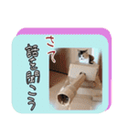 三毛猫クッキー【日常】（個別スタンプ：23）